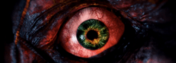 Oeil