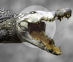 Crocodile - Resident Evil 5