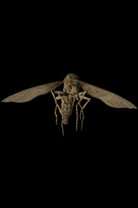 Insectes volants - Resident Evil 7