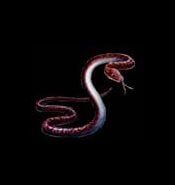 Resident Evil - Serpents